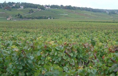 tren beaune detrenes
